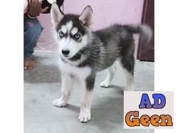 Husky puppy for sale in madurai